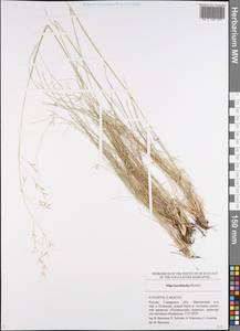 Stipa korshinskyi Roshev., Eastern Europe, Middle Volga region (E8) (Russia)