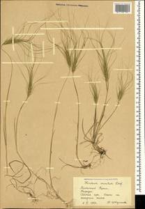 Taeniatherum caput-medusae (L.) Nevski, Crimea (KRYM) (Russia)