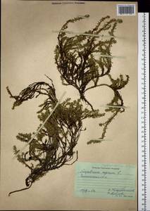 Empetrum nigrum subsp. subholarcticum (V. N. Vassil.) Kuvaev, Siberia, Baikal & Transbaikal region (S4) (Russia)