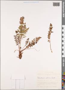 Pedicularis sibirica Vved., Siberia, Altai & Sayany Mountains (S2) (Russia)