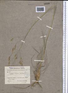 Piptatherum holciforme (M.Bieb.) Roem. & Schult., Middle Asia, Kopet Dag, Badkhyz, Small & Great Balkhan (M1) (Turkmenistan)