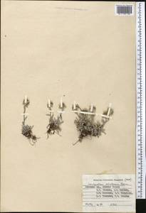 Leontopodium leontopodinum (DC.) Hand.-Mazz., Middle Asia, Pamir & Pamiro-Alai (M2) (Kyrgyzstan)