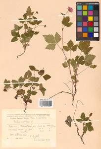 Rubus arcticus L., Siberia, Russian Far East (S6) (Russia)