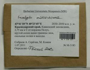 Encalypta microstoma Bals.-Criv. & De Not., Bryophytes, Bryophytes - North Caucasus & Ciscaucasia (B12) (Russia)