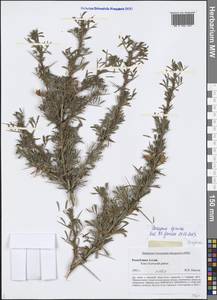 Caragana spinosa (L.) Vahl ex Hornem., Siberia, Altai & Sayany Mountains (S2) (Russia)