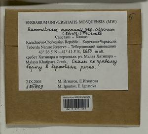 Bucklandiella macounii subsp. alpina (E. Lawton) Bedn.-Ochyra & Ochyra, Bryophytes, Bryophytes - North Caucasus & Ciscaucasia (B12) (Russia)