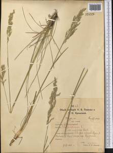 Poa pratensis L., Middle Asia, Northern & Central Kazakhstan (M10) (Kazakhstan)