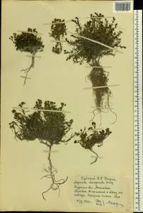 Asperula tephrocarpa Czern. ex Popov & Chrshan., Eastern Europe, Central forest-and-steppe region (E6) (Russia)