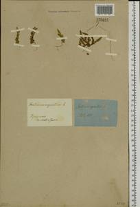 Gentiana aquatica L., Siberia, Baikal & Transbaikal region (S4) (Russia)
