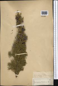 Juniperus sabina L., Middle Asia, Muyunkumy, Balkhash & Betpak-Dala (M9) (Kazakhstan)