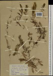 Ceratophyllum submersum L., Siberia, Western (Kazakhstan) Altai Mountains (S2a) (Kazakhstan)