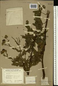 Cirsium arvense (L.) Scop., Eastern Europe, North Ukrainian region (E11) (Ukraine)