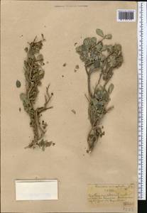 Lonicera microphylla Willd. ex Roem. & Schult., Middle Asia, Western Tian Shan & Karatau (M3) (Kazakhstan)