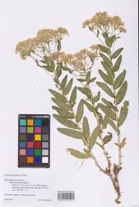 Lepidium draba L., Eastern Europe, Central forest-and-steppe region (E6) (Russia)