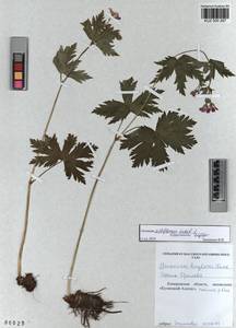 KUZ 000 287, Geranium albiflorum Ledeb., Siberia, Altai & Sayany Mountains (S2) (Russia)