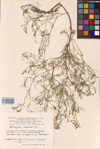 Astragalus arenarius L., Eastern Europe, Lithuania (E2a) (Lithuania)
