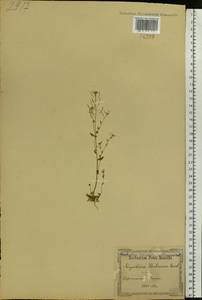 Arabidopsis thaliana (L.) Heynh., Eastern Europe, North Ukrainian region (E11) (Ukraine)