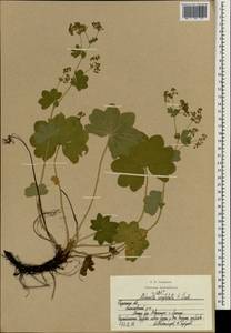 Alchemilla conglobata H. Lindb., Eastern Europe, Central region (E4) (Russia)