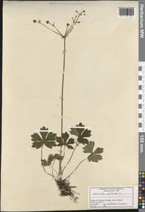 Sanicula europaea L., South Asia, South Asia (Asia outside ex-Soviet states and Mongolia) (ASIA) (Turkey)