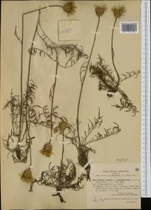 Centaurea arachnoidea subsp. adonidifolia (Rchb.) F. Conti, Moraldo & Ricceri, Western Europe (EUR) (Italy)