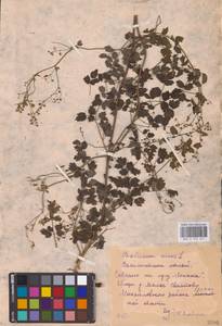 Thalictrum minus L., Eastern Europe, Central region (E4) (Russia)