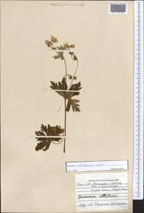 Geranium albiflorum Ledeb., Middle Asia, Northern & Central Tian Shan (M4) (Kazakhstan)
