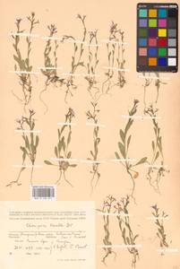 Chorispora tenella (Pall.) DC., Eastern Europe, South Ukrainian region (E12) (Ukraine)