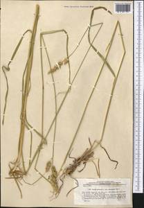 Dactylis glomerata L., Middle Asia, Western Tian Shan & Karatau (M3) (Uzbekistan)