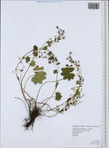 Alchemilla micans Buser, Eastern Europe, Central region (E4) (Russia)