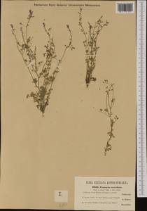 Fumaria rostellata Knaf, Western Europe (EUR) (Czech Republic)