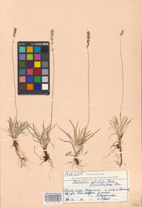 Tofieldia pusilla (Michx.) Pers., Eastern Europe, Northern region (E1) (Russia)