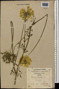 Daucus carota L., Caucasus, Georgia (K4) (Georgia)
