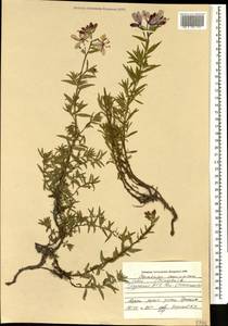 Chamaenerion colchicum (Albov) Steinb., Caucasus, South Ossetia (K4b) (South Ossetia)