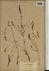 Odontites aucheri Boiss., South Asia, South Asia (Asia outside ex-Soviet states and Mongolia) (ASIA) (Iran)