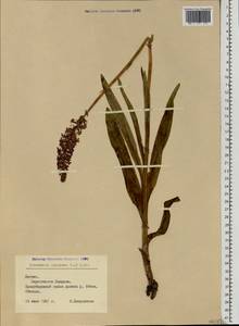 Gymnadenia conopsea (L.) R.Br., Eastern Europe, Latvia (E2b) (Latvia)