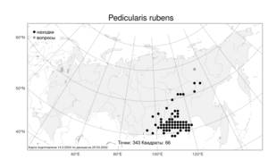 Pedicularis rubens Stephan ex Willd., Atlas of the Russian Flora (FLORUS) (Russia)