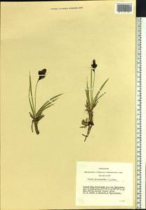 Carex melanantha C.A.Mey., Siberia, Altai & Sayany Mountains (S2) (Russia)