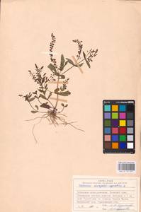 MHA 0 159 871, Veronica anagallis-aquatica L., Eastern Europe, Central forest region (E5) (Russia)