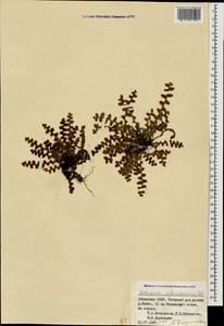 Asplenium ceterach subsp. ceterach, Caucasus, Abkhazia (K4a) (Abkhazia)