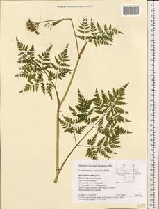 Conioselinum tataricum Hoffm., Eastern Europe, Central region (E4) (Russia)