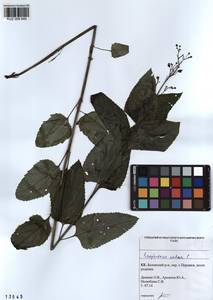 Scrophularia nodosa L., Siberia, Altai & Sayany Mountains (S2) (Russia)