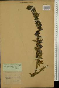 Delphinium dasycarpum Stev. ex DC., Caucasus, Stavropol Krai, Karachay-Cherkessia & Kabardino-Balkaria (K1b) (Russia)