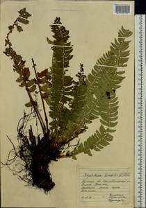 Polystichum lonchitis (L.) Roth, Eastern Europe, Eastern region (E10) (Russia)