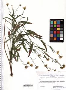 SMR002024, Crepis pannonica (Jacq.) K. Koch, Eastern Europe, Middle Volga region (E8) (Russia)