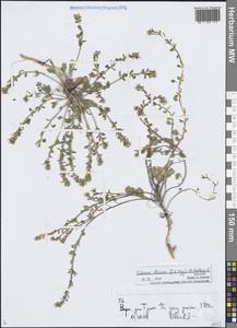 Eutrema altaicum (C.A.Mey.) Al-Shehbaz & Warwick, Middle Asia, Northern & Central Tian Shan (M4) (Kyrgyzstan)