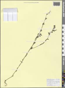 Buglossoides arvensis (L.) I. M. Johnst., Caucasus, Black Sea Shore (from Novorossiysk to Adler) (K3) (Russia)