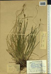 Carex pediformis var. pediformis, Siberia, Russian Far East (S6) (Russia)