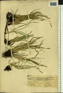 Carex bostrychostigma Maxim., Siberia, Russian Far East (S6) (Russia)