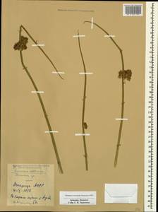 Juncus effusus L., Caucasus, Armenia (K5) (Armenia)