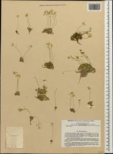 Draba mollissima Steven, Caucasus, Stavropol Krai, Karachay-Cherkessia & Kabardino-Balkaria (K1b) (Russia)